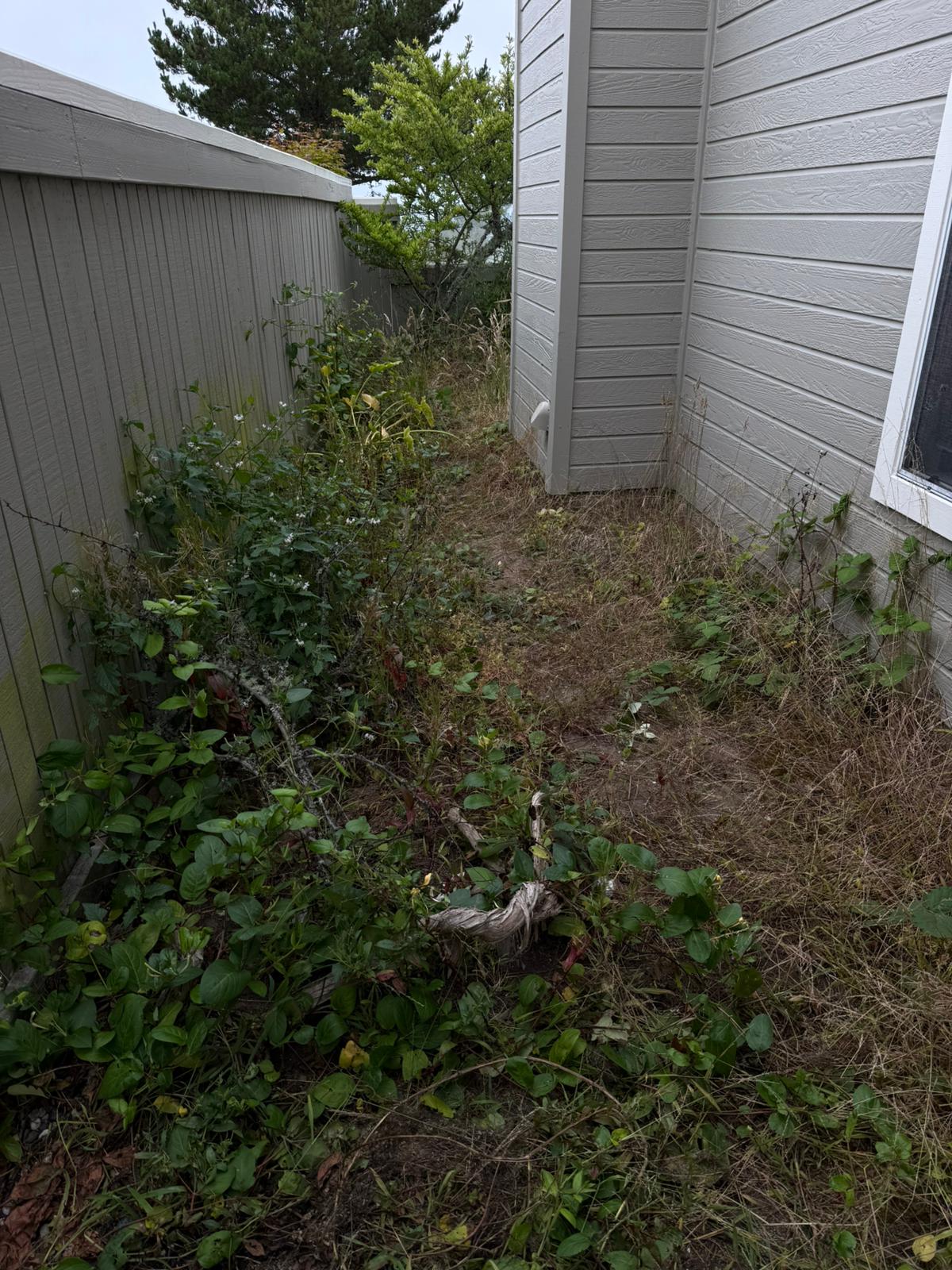 Side Yard Paver Transformation before in Daly City